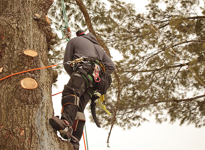 Randall's Tree Service employee trimming a tree